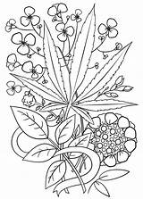 Coloring Pages Trippy Weed Marijuana Leaf Printable Adult Cannabis Adults Drawing Drawings Stoner Sheets Space Hemp Print Step Tattoo Color sketch template