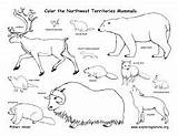Tundra Coloring Pages Arctic Newfoundland Mammals Labrador Animals Biome Color Alpine Biomes Province Result Canadian Ecosystem Sketch Plants Polar Animal sketch template
