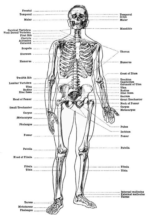 human male body parts  man body parts  bodeniwasues