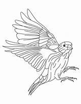 Coloring Goldfinch Willow Popular Library sketch template