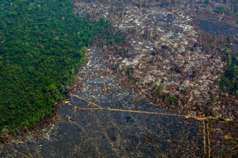 amazon rainforest deforestation  highest rate     decade