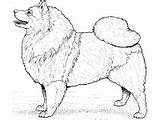 Kleurplaat Spitz Wolfsspitz Keeshond Loup Ausmalbild Breed Berner Lassie Pekingese Kostenlos Ausdrucken Hunde Sennen Labrador Supercoloring Coloriages Impressionnant Hundar Sennenhund sketch template
