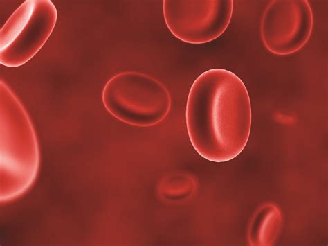 blood cells  metagenics wellness vision