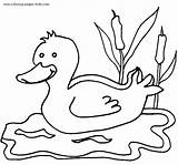 Coloring Duck Pages Color Ducks Printable Animal Kids Swimming Sheets Sheet Print Found sketch template