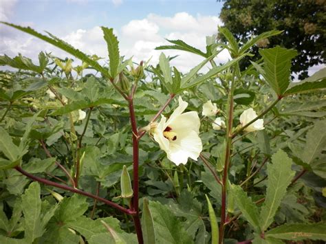 okra ladys finger nutrition fact benefits   cook recipes