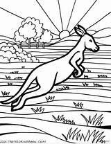 Colorear Canguros Canguro Kangaroo Canguru Saltando Kangourou Australien Colouring Outback Coloriages Aboriginal Ausmalbild Coloringhome Desenho Wallpaperartdesignhd Tudodesenhos Kangaroos Joeys sketch template
