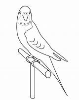 Coloring Parakeet Pages Budgie Draw Bird Getcolorings Printable Drawing Getdrawings Choose Board sketch template