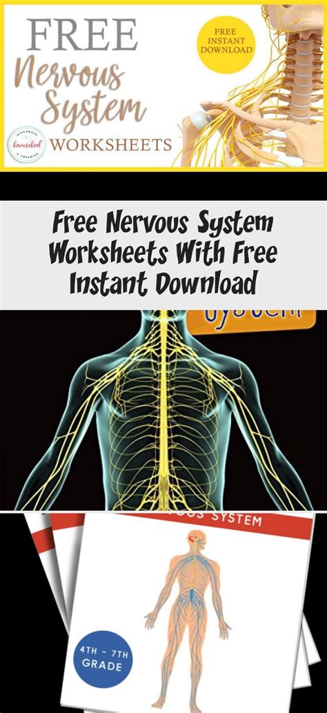 nervous system worksheets   instant  body art