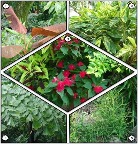 Garden Answers Plant Identification Plants Free Plants Plant