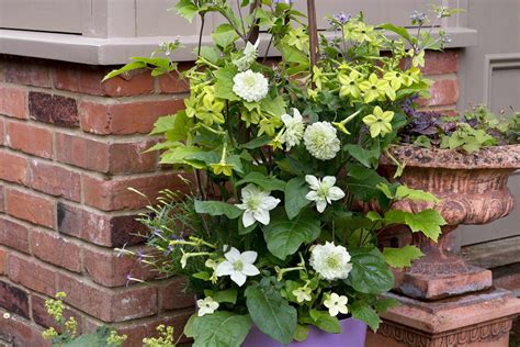 Four Clematis Container Ideas