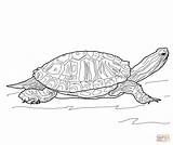 Turtle Terrapin Colorear Reptiles Tortuga Jicotea Eared sketch template