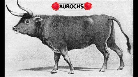 aurochs  devils horns youtube