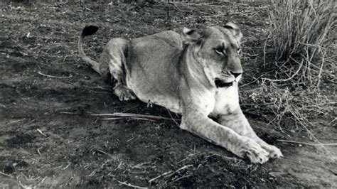 bbc earth a lioness named elsa inspired an epic fight against poachers