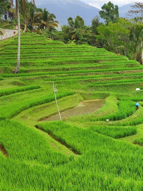 The Top Bali Rice Terraces Which To Visit