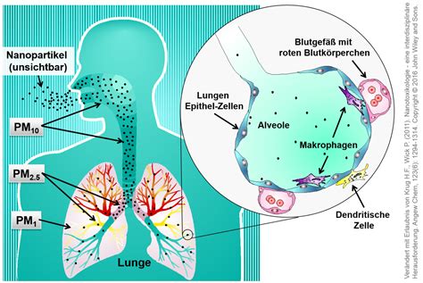 nanopartikel und die lunge wissensplattform nanopartikelinfo