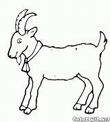 Colorkid Coloring Goat Symbol Year sketch template