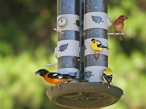 photo gallery   homemade finch bird feeders