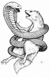 Mongoose Kobra Schlange Snakes Cobras Nevla Serpent Badger Schlangen Sketching Serpientes Cuentos sketch template