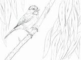 Chickadee Coloring Getcolorings Capped sketch template