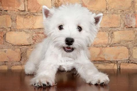 west highland white terrier westie puppies  sale akc puppyfinder