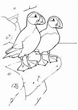 Coloring Puffin Pages Rock Bird Puffins Animal Book Drawings Kids Sheets Choose Board sketch template