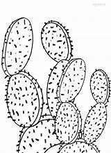 Kaktus Malvorlagen Ausmalbilder Drucken sketch template