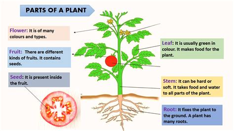 lets plant  green friends lesson plan  interactive activities