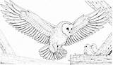 Owl Coloring Pages Flying Kids Colouring Printable Print Popular Coloringhome sketch template