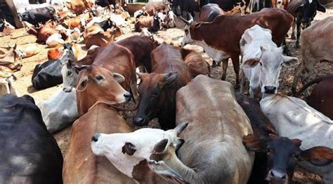 Tripura Adopts Sex Sorted Artificial Insemination Of Cattle To Boost