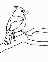 Cardinals Cardinal sketch template