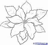 Poinsettia Drawing Christmas Draw Coloring Drawings Flower Step Pages Dragoart Tattoo Poinsettias Outline Printable Flowers Painting Watercolor Para Clipart Colorear sketch template