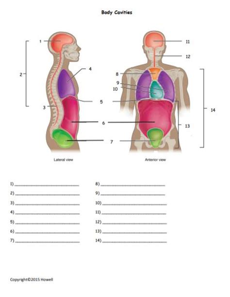 body cavities quiz  worksheet amped  learning
