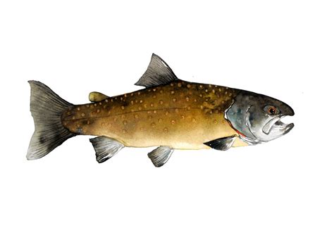 year   fly  bull trout
