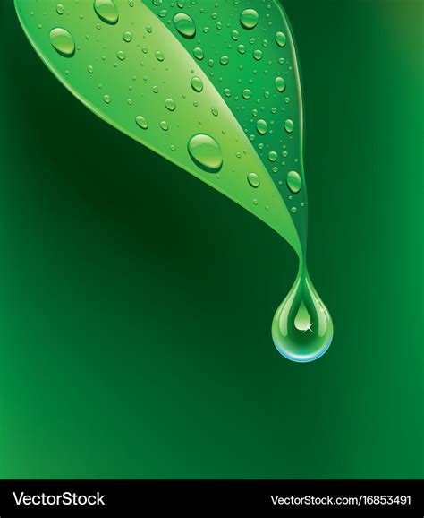 green leaf   water drops royalty  vector image