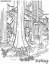 Swamp Coloring Pages Printable sketch template