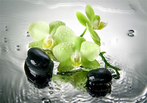 spa stones  green orchid  water drops stock photo image