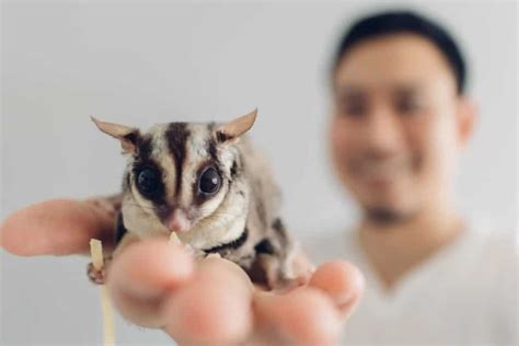 bond   sugar glider owners guide  pet savvy