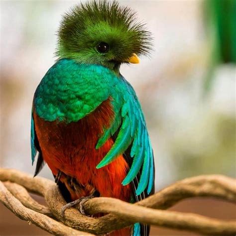 el quetzal ave nacional de guatemala historia  leyenda