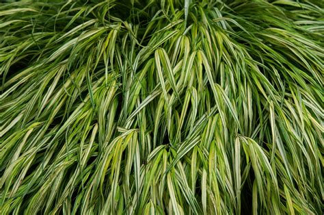 golden japanese forest grass care  growing guide