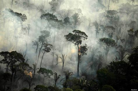 statecraft deforestation  amazon rainforest increases