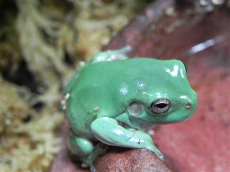baby blue whites tree frogs  sale