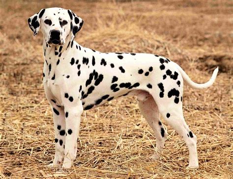 dalmatian dog personality appearances history  pictures