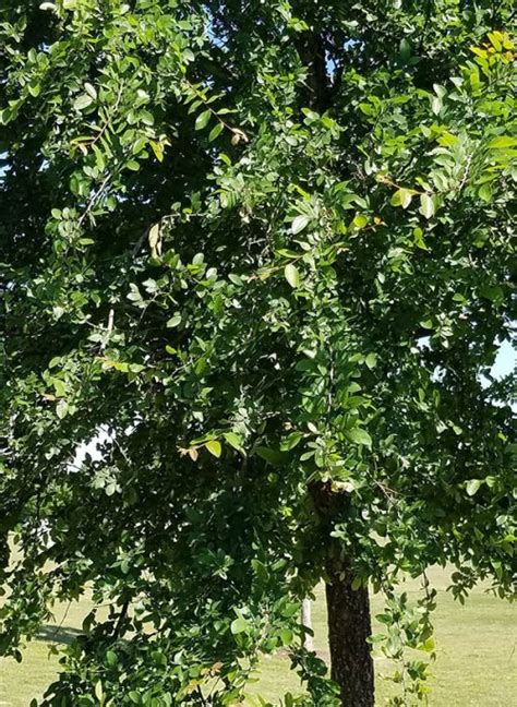 Cedar Elm Ulmus Crassifolia – Lawns Tree Farm