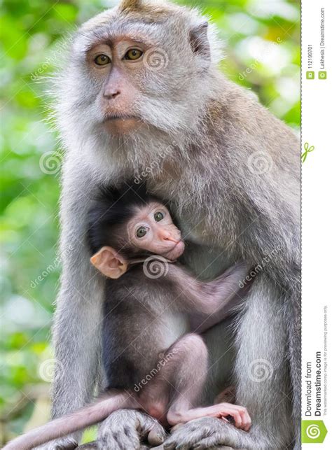 Женская обезьяна и оно младенец ` s милый кормя грудью Индонезия Стоковое Изображение