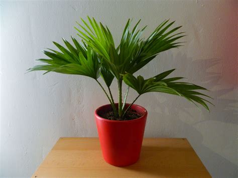 types  indoor palm plants  grow