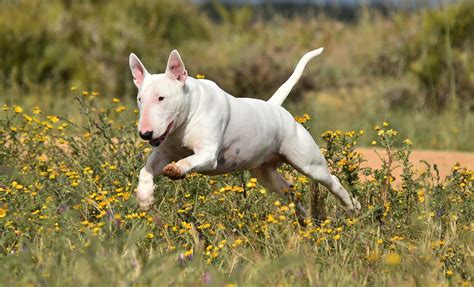 bull terrier dog breed hypoallergenic health  life span petmd