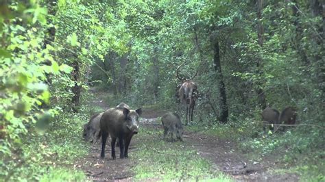 cerf et sangliers ensemble en foret de fontainebleau youtube