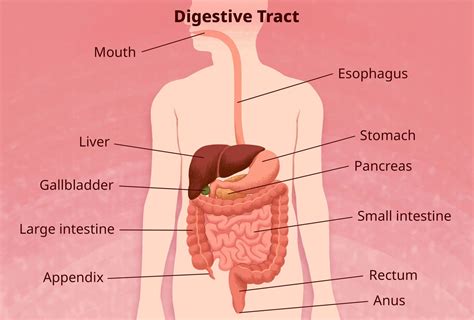 digestive system diseases common rare  types