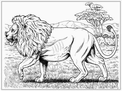 pin  coloring pages   kids