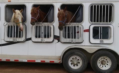 beginners guide  loading  horse trailer  plaid horse magazine